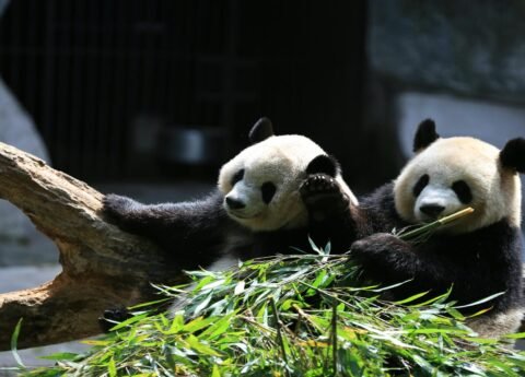 3 Day Chengdu Private Tour - Giant Panda Experience